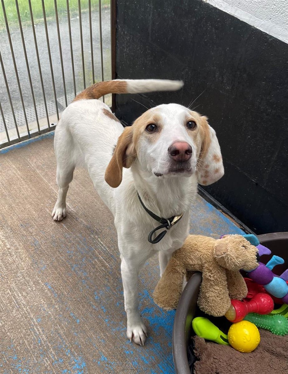 Please retweet to help Nico find a home #LANCASHIRE #UK Nico she is a 7 month old Fox Hound, she was originally called Strawberry when she first arrived at Bleakholt. She was adopted just before Christmas 2023 unfortunately she has now been returned as her owner has had a