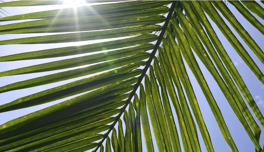 Wishing those who observe a blessed Palm Sunday.