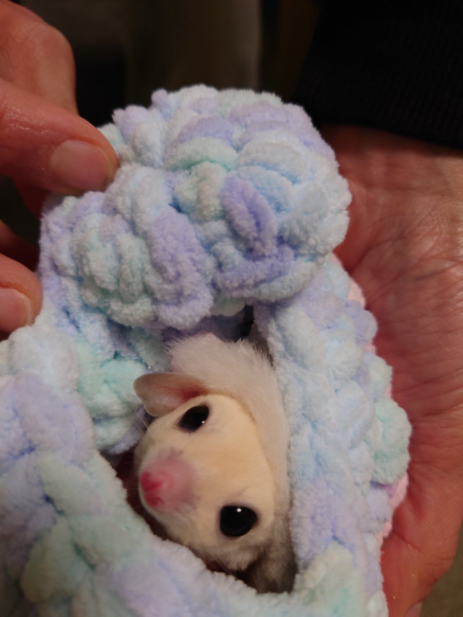 het tomo tweet media