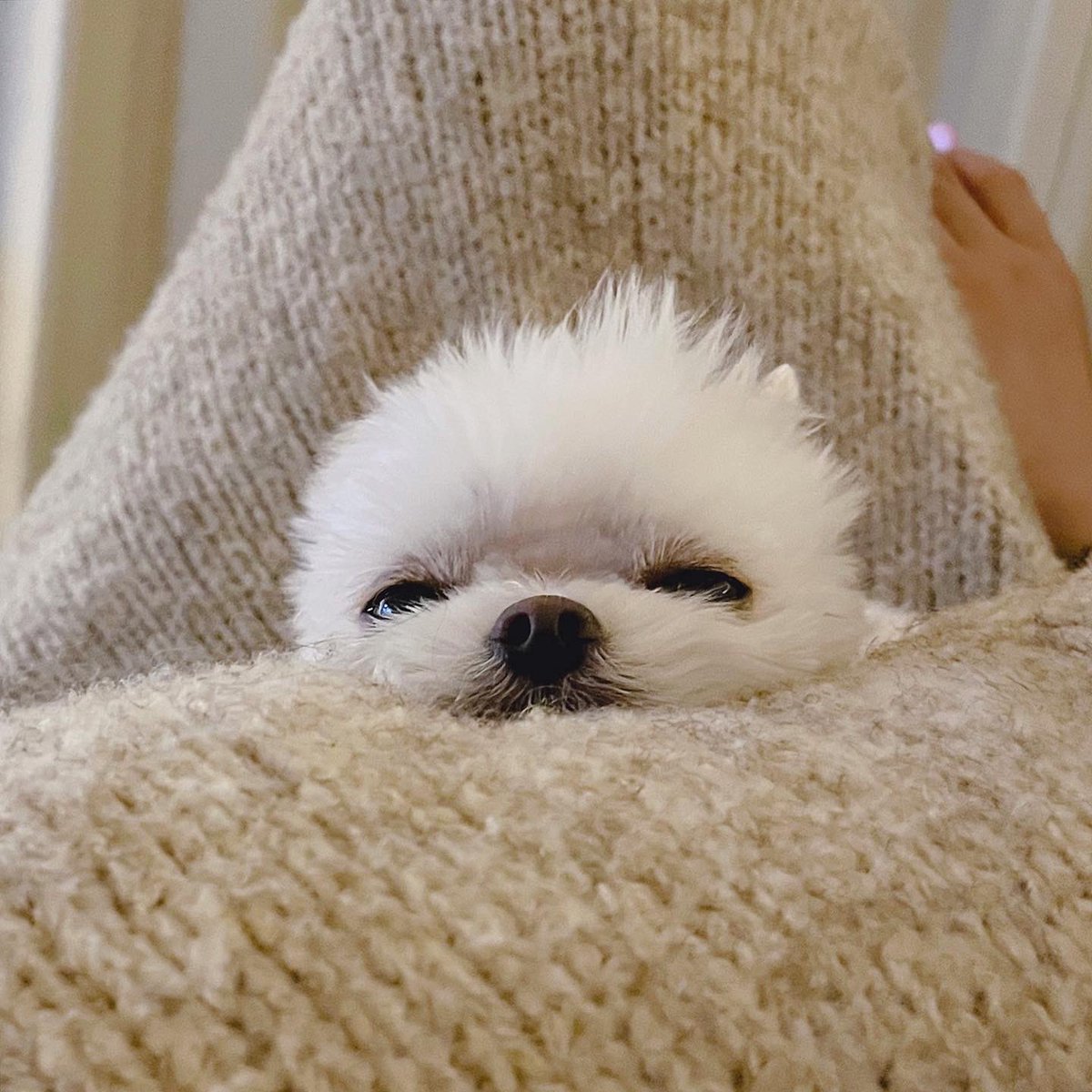 隣みたらアザラシが寝てた、、🥺🫶💓