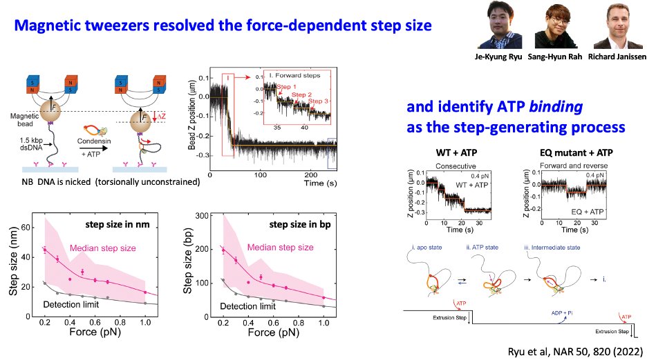 DNA loop extrusion by SMC motor proteins is an intriguing process that is the key organizer of our chromosomes As I explained to you before (see our NAR 2022 paper), magnetic tweezers are a powerful single-molecule method to measure single loop extrusion steps (~40nm, 200bp) 0/
