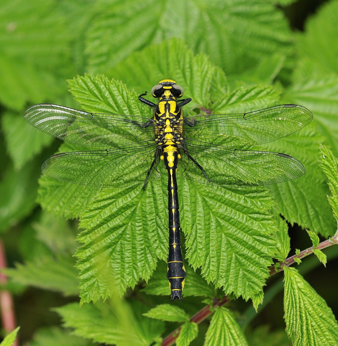 From the BDS Spring Meeting 2024 playlist, watch an introduction to the Monmouthshire 2030 Dragonfly Atlas Project, by Steve Preddy, Monmouthshire County Dragonfly Recorder: loom.ly/yVDFR1o 📸Common Clubtail by G.W.Tonks