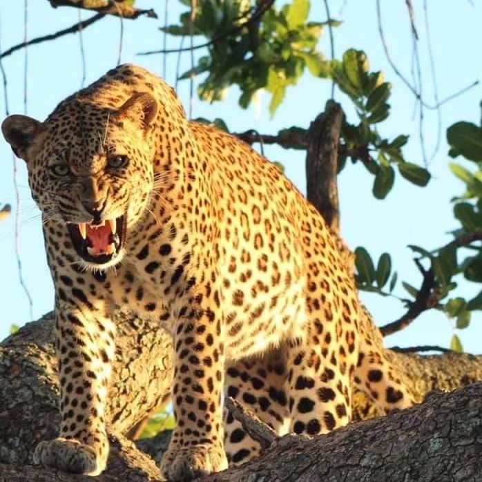 360_adventures's tweet photo. Step into the realm of the Big Five – where legends roam and stories unfold! 🐾 

Embark on an unforgettable safari journey and witness the magnificence of Africa's iconic wildlife. 

Join us and let the adventure begin! 

#BigFiveEncounter #SafariExpedition #360extremeadventures https://t.co/E2uutH7iPV