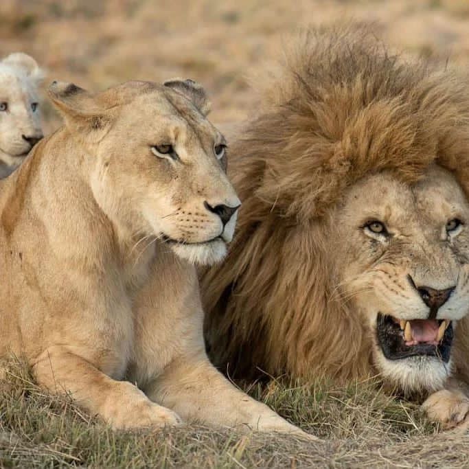 360_adventures's tweet photo. Step into the realm of the Big Five – where legends roam and stories unfold! 🐾 

Embark on an unforgettable safari journey and witness the magnificence of Africa's iconic wildlife. 

Join us and let the adventure begin! 

#BigFiveEncounter #SafariExpedition #360extremeadventures https://t.co/E2uutH7iPV
