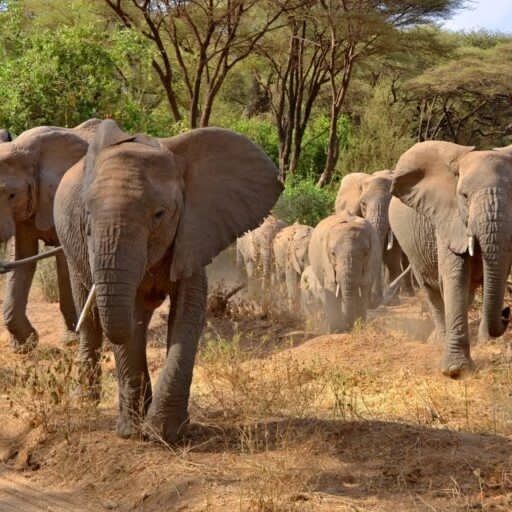 360_adventures's tweet photo. Step into the realm of the Big Five – where legends roam and stories unfold! 🐾 

Embark on an unforgettable safari journey and witness the magnificence of Africa's iconic wildlife. 

Join us and let the adventure begin! 

#BigFiveEncounter #SafariExpedition #360extremeadventures https://t.co/E2uutH7iPV