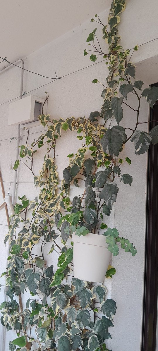 Jamesblog4's tweet photo. Hedera Marengo: rampicante resistente, foglie colorate. Ideale per coprire ampie pareti
#polliceverde https://t.co/Xv88qMg2dl