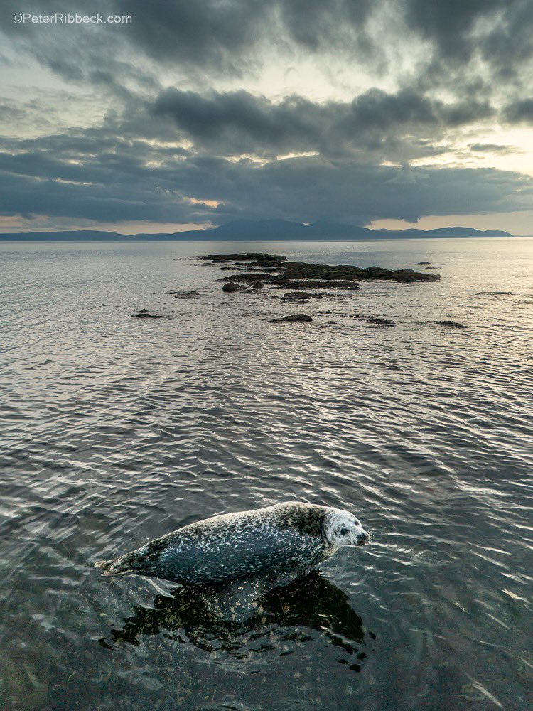 Give me a wave. #Seal and the #IsleofArran from #Seamillbeach #Ayrshire #AyrshireandArran #Scotland #visitScotland @VisitScotland @North_Ayrshire