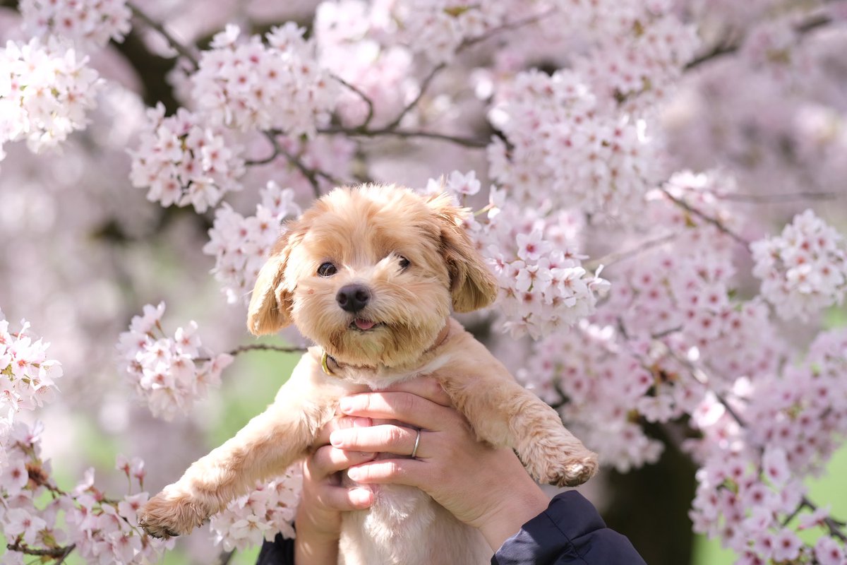 Spring has come🐶