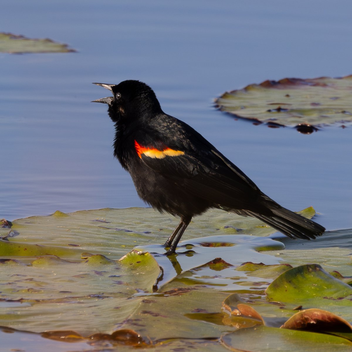 This red-winged blackbird would land on lily pads and hop around to find a snack. #StMarksRefuge #FloridaBirds