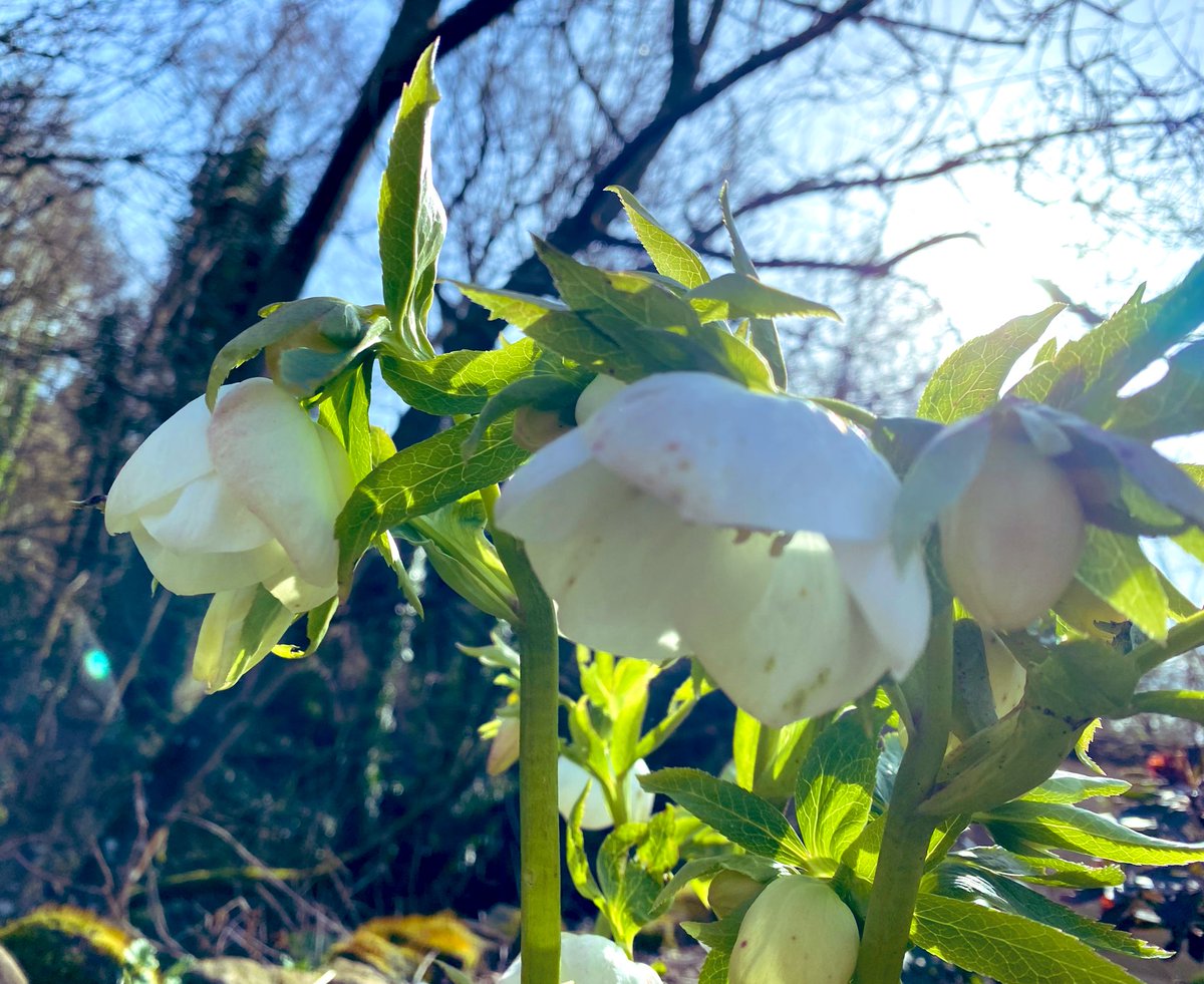 Sun ☀️ is out this morning, and I’m writing until lunchtime. Sunday mornings at the desk always give me a creative boost. 
#WritingLife #BeingAWriter #WritingCommunity
📷 my own