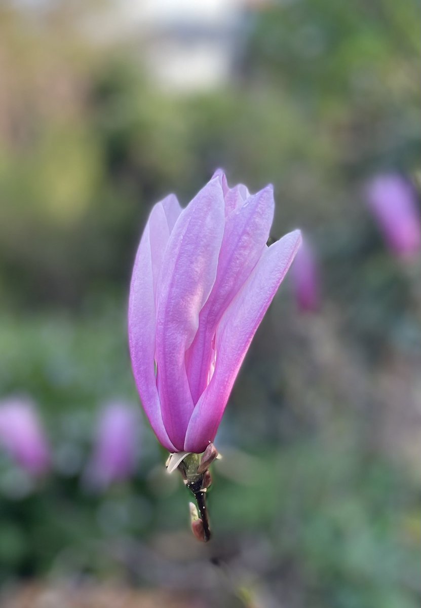 Meet Magnolia Betty… 
What’s a bloom in your garden ?
Share your #humblebraggage for a shoutout on my non-award-winning 📻 show on @BBCDevon via @BBCSounds - doors open for questions & observations 10am. 🙂