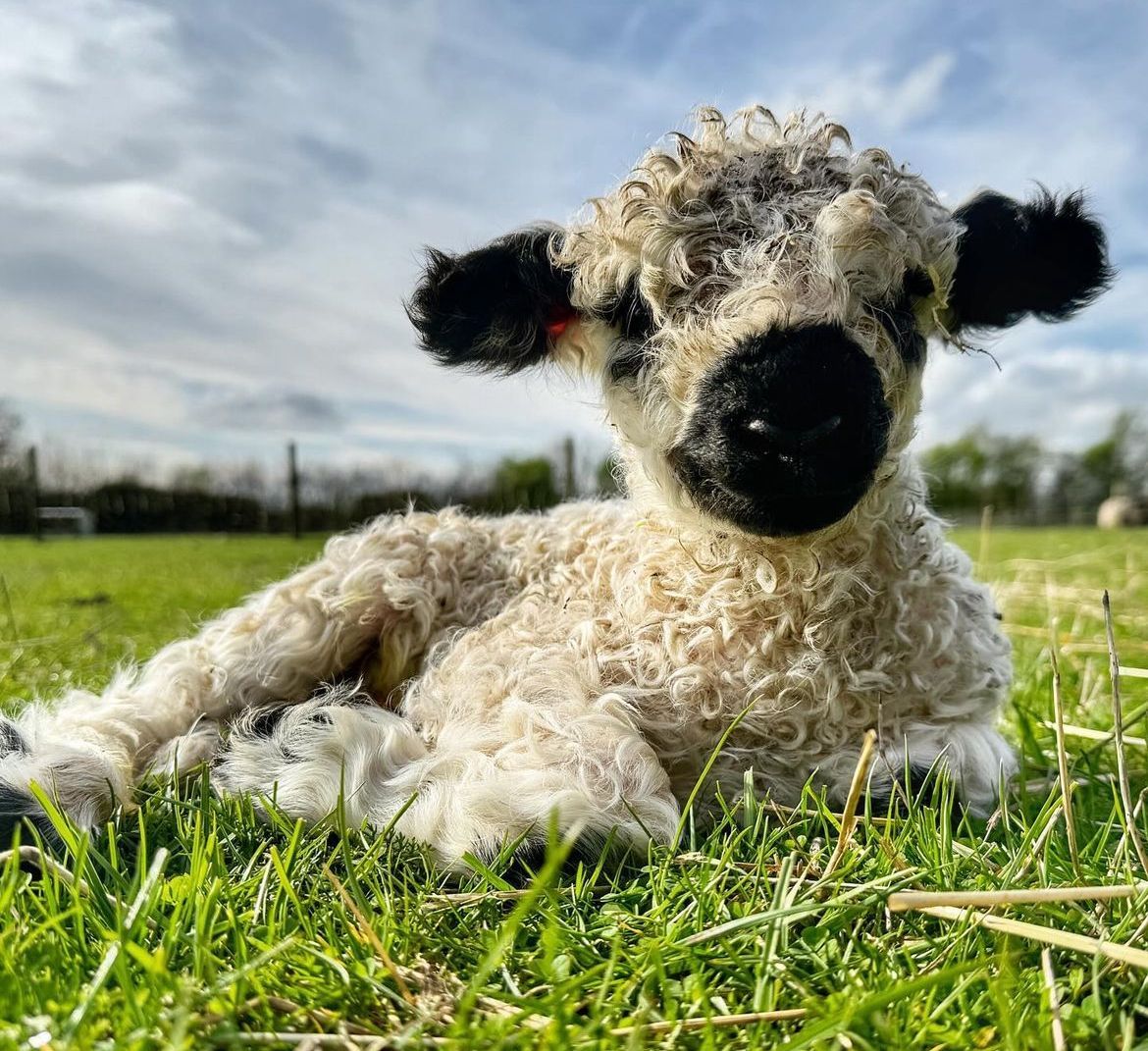 Happy #SheepSunday - meet Fred 😍, a new lamb born in the Spring lambing season and with the seasonal change hopefully more blue skies, sunshine and warmer weather to come.....💙 ☀️ 📸 IG morningsideherdwicks, Fred is their first lamb of 2024 born this week