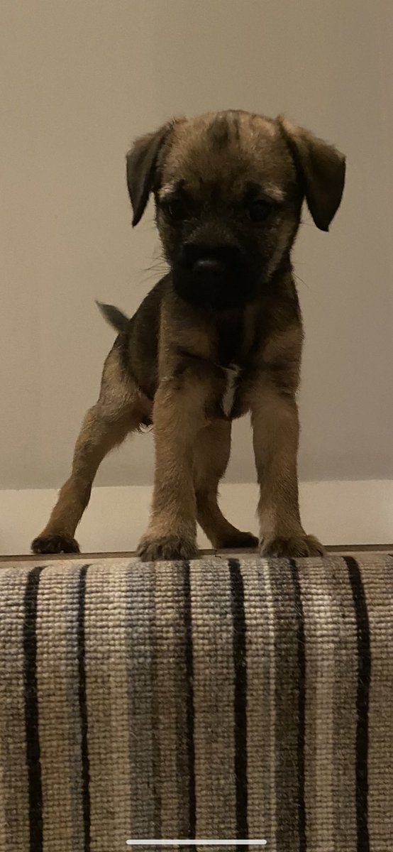 #NationalPuppyDay #BTPosse