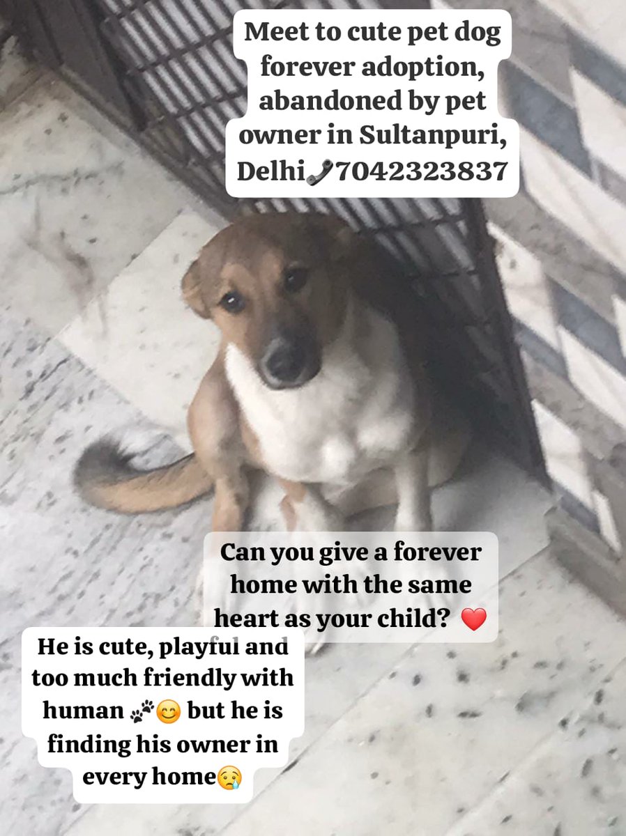 Pls shr post sotht he cn survive. Actually pet owner abandoned their pet other areas which tht reason other community dogs r attacking.
Need caring family who ll takecare of pet forever as like own child Bcs parents r forget their child mistake &amp; patiencly focus on make better.