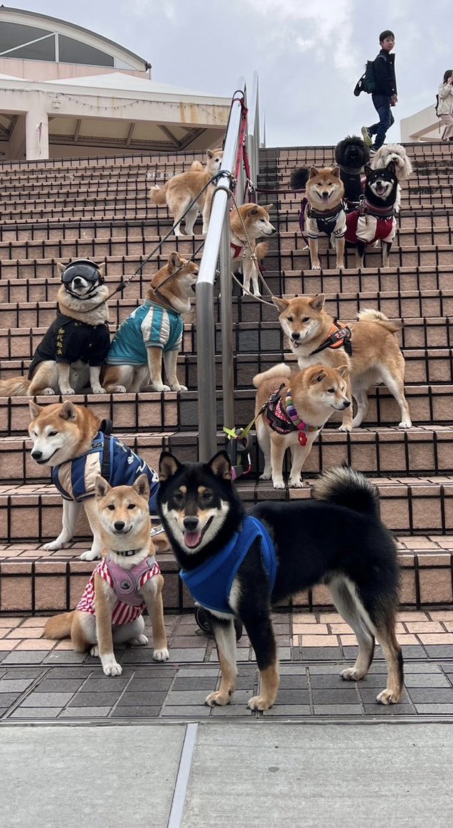 7_Nana83's tweet photo. 今日はナナとデート❤️
柴東会とteam柴48 の合同オフ会でした🐕🐕🐕🐾🐾🐾　沢山の可愛い柴ちゃんに癒されました❣️
また遊びに行こうね❣️ナナ😊 https://t.co/Mk5WYzvIsz