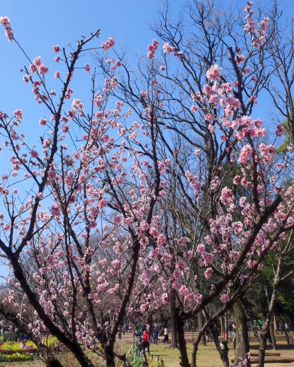 SoralTrading's tweet image. Here are some photo dumps from Day 1, day 2, and day 3.

 #japantrip #japanguide #sakurabloom #soral