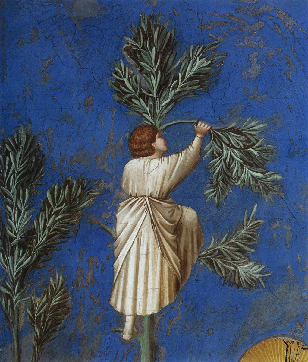 #DonneinArte @pasqualetotaro @alecoscino #DomenicadellePalme Giotto, Scene dalla vita di Cristo, Entrata in Gerusalemme, affresco databile 1303, Cappella degli Scrovegni Padova.( detail) che porti #PACE #affresco #Olive #maestrogiotto #History