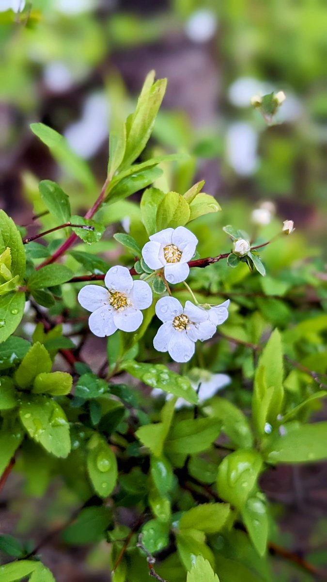 #キリトリセカイ  #写真好きな人と繋がりたい #TLを花でいっぱいにしょう 

何を食べるか　どこに行くか
誰と会うか　　何を買うか

これらが選択ができるということは
とても恵まれていて  幸せなこと