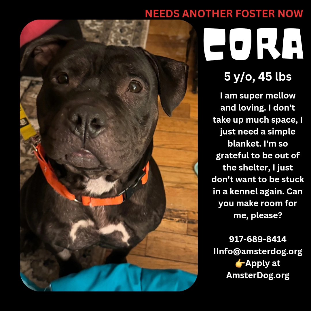‼️ CORA made it out alive - we just need another foster already ‼️ This well-behaved dog has been thru so much & deserves better FOSTER NEEDED #Foster #adopt #rescue