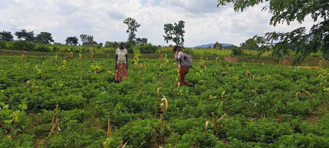 Agriculture has been described as one of the major causes of climate change
In our Sustainable land agric/climate smart agric sustainable land mgt campaign that we are running, Our Co-Founder <a href="/TenzElone/">Asasiira Elone Rhilone</a> an agriculturalist educates farmers in Kisoro on how to fight climate change.