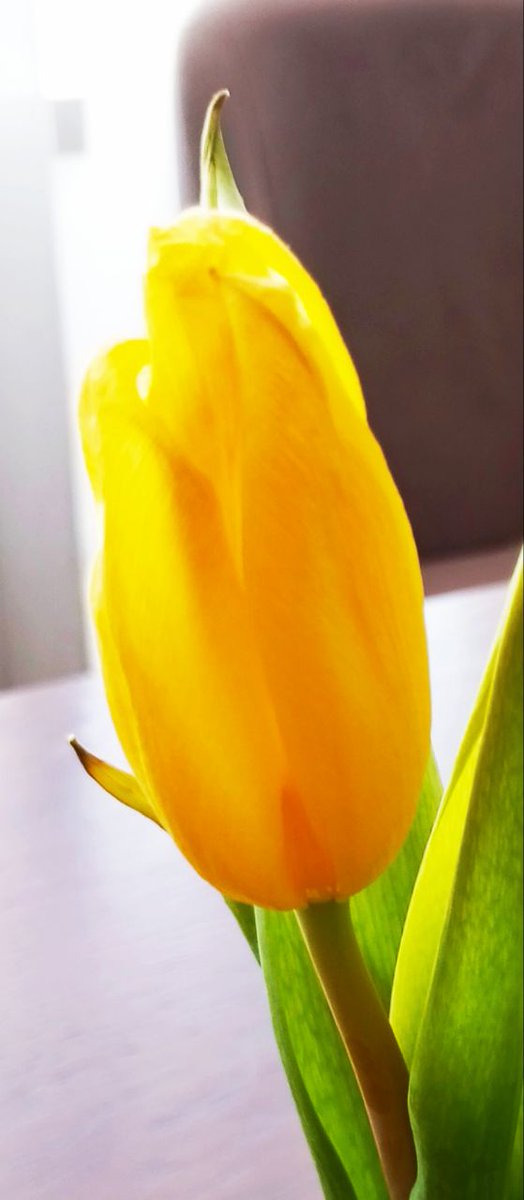 💛
#YellowSunday #Tulip