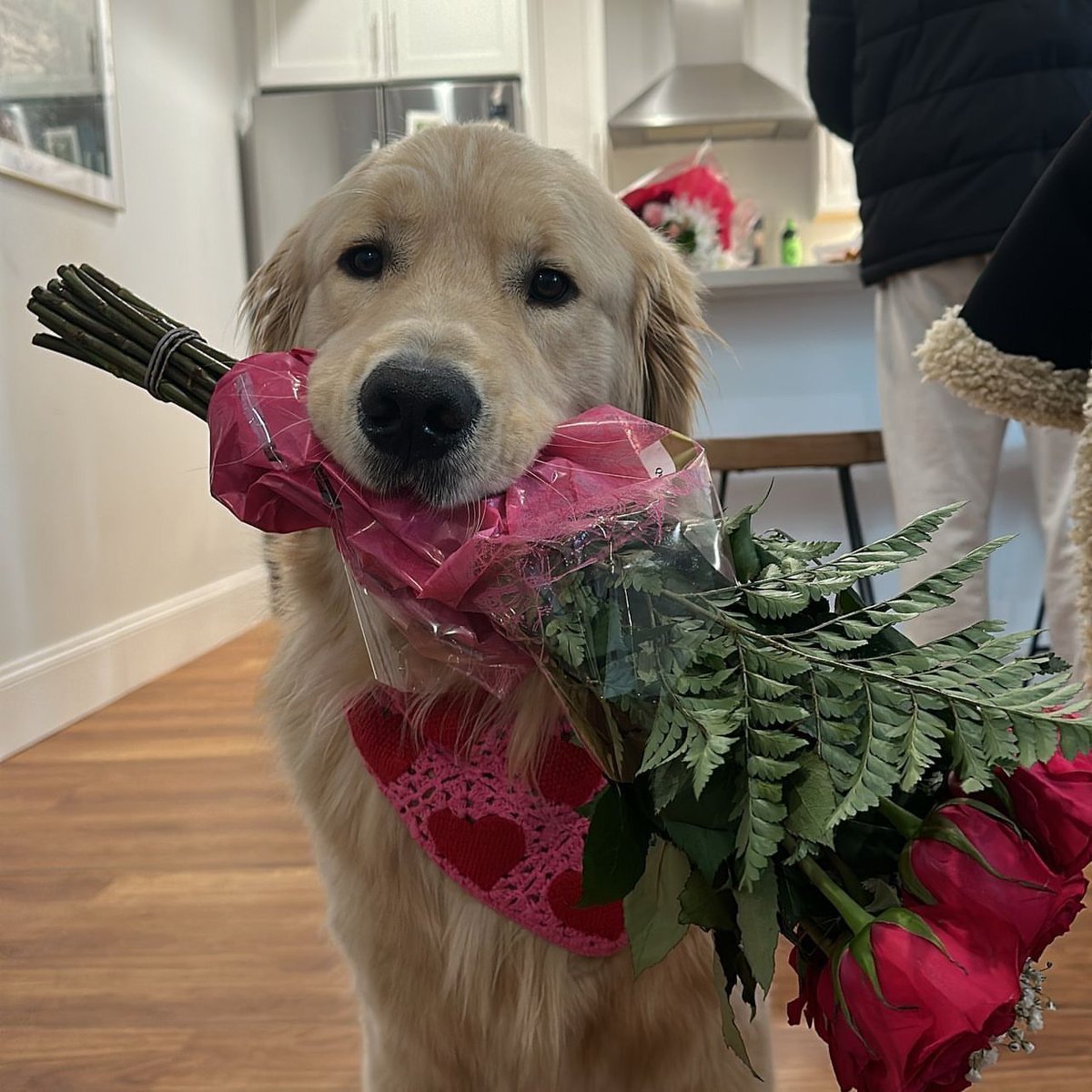out of context dogs (@contextdogs) on Twitter photo 