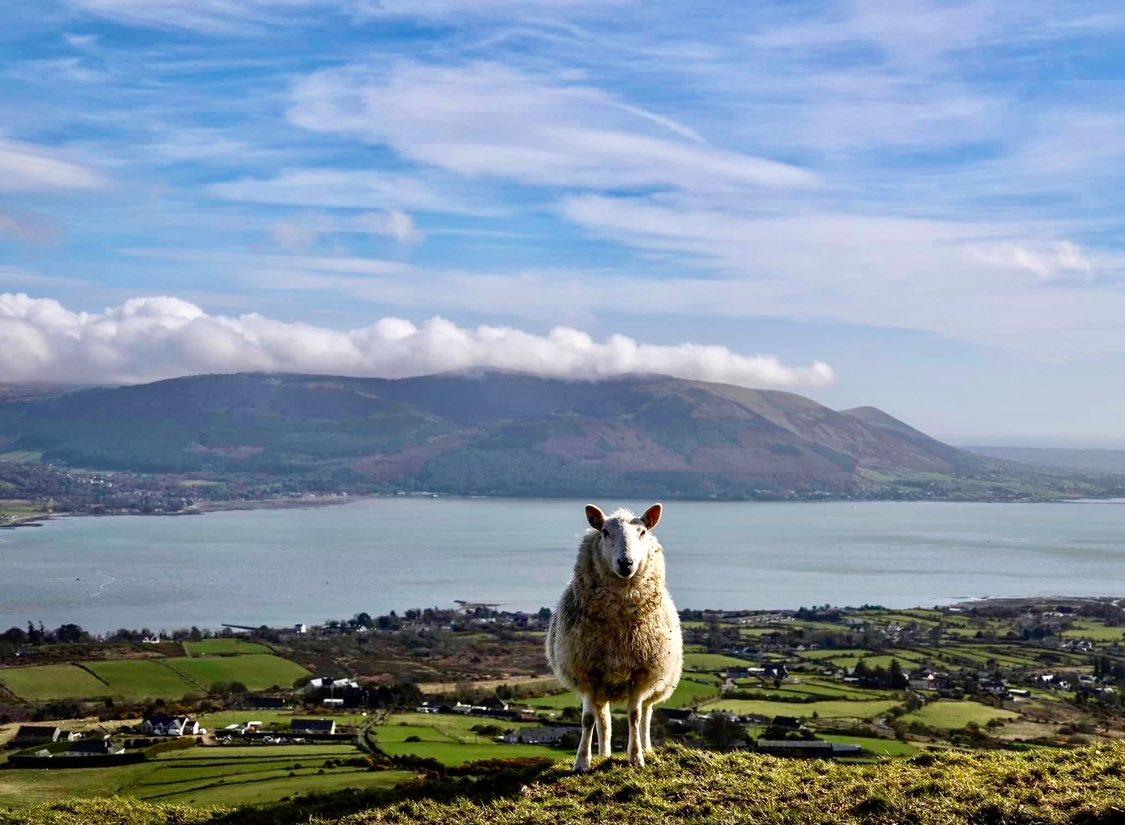 P H O T O O F T H E W E E K “Ewe gotta check out this view” One of our own this week - a lone sheep standing tall against the beautiful backdrop of Carlingford Lough and the Mourne Mountains. Photo taken from the turf road above Omeath. Photo credit: @AnnBruen