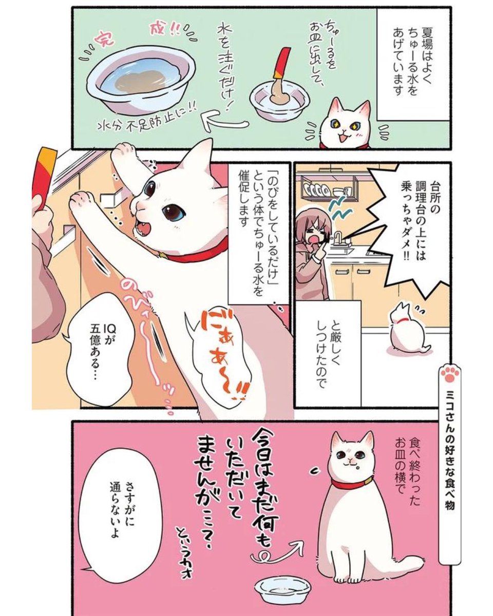 めちゃくちゃな要求をしてくる猫の話
(1/2)
 #漫画が読めるハッシュタグ
 #愛されたがりの白猫ミコさん 