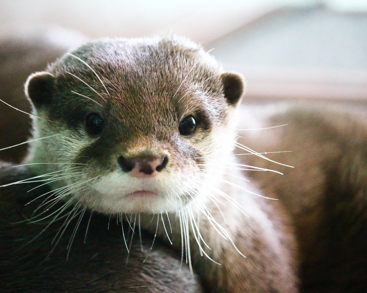 otter_bot's tweet photo. https://t.co/mEaVxbm1sD