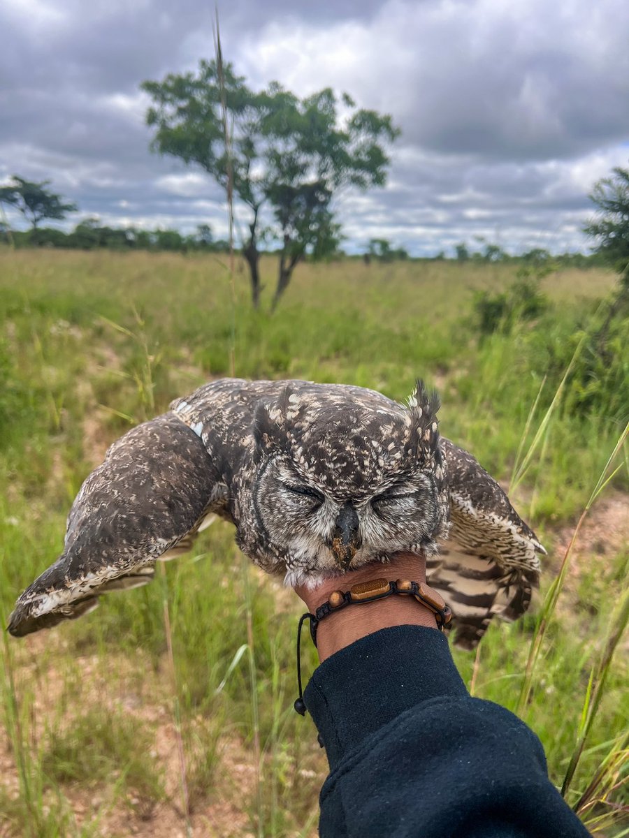 In the shadows, a haunting reality unfolds. Owls, symbols of wisdom sacrificed to ignorance. Behind the beauty of the night, they pay the price for superstitions. Break the chains of ignorance; let our feathered friends fly free🦉. 
#BirdsSeenIn2023
#TwitterNaturePhotography