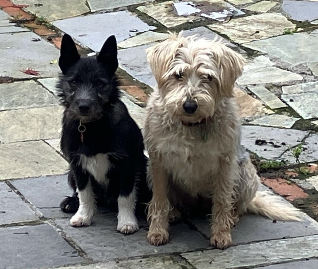 My dads two little dogs have gone missing if anyone around #Carlow spots them please let me know They have a medal on them with their name tags and phone number and they’re micro chipped