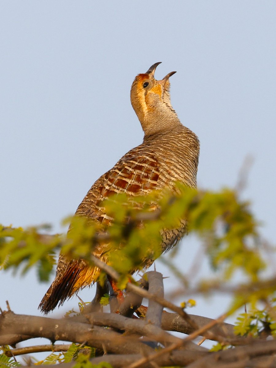 fcozdal's tweet photo. Gray Francolin is calling. Its high pitched voice can be heard from distance near green fields in the city or countryside.
#BirdsSeenIn2024 #birdwatching #birding #BirdsofBahrain #Wildlife #Nature https://t.co/f30e2PE5sD