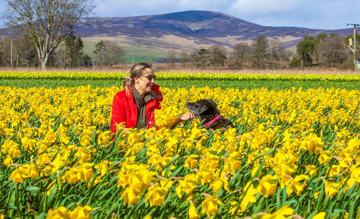 A sea of yellow as six million bunches of daffodils are grown by @GrampianGrowers in Montrose (which Bella the eleven-year-old Labrador loved zooming through). @SWNS 🌼🌼🌼🐶🌼🌼🌼