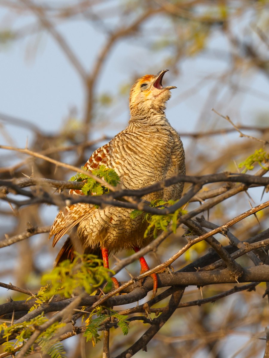 Gray Francolin is calling. Its high pitched voice can be heard from distance near green fields in the city or countryside.
#BirdsSeenIn2024 #birdwatching #birding #BirdsofBahrain #Wildlife #Nature