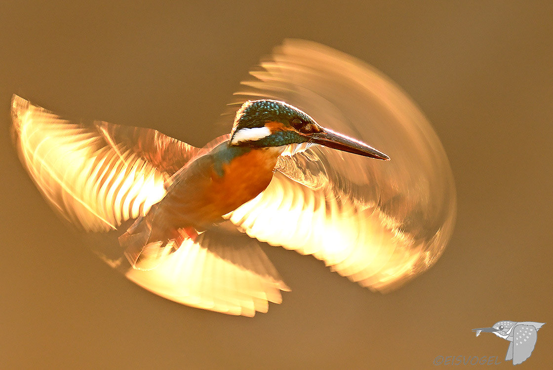 今日のカワセミ　 Eisvogel des Tages ※再び夕陽逆光ホバ、ＳＳ１／４０秒・・・ #カワセミ #ホバリング #野鳥撮影 #Kingfisher #Z9