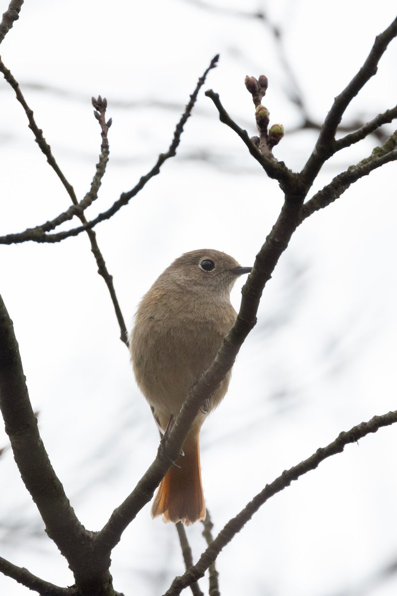 ジョウビタキさん！
ジョビ子さん！
すごく撮りたかった野鳥で、冬鳥とのことで渡る前に撮ることができてよかったです♪
目のくりくりさ、色、野鳥界のアイドルと言われる所以がわかります…めっちゃ可愛い

#canoneosr6
#rf800mmf11