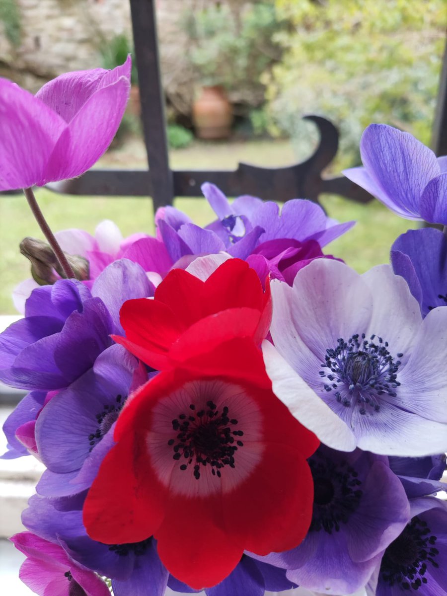 Pgattino's tweet photo. #anemoni #anemones #GoodMorningEveryone https://t.co/n45I8cg6Ym