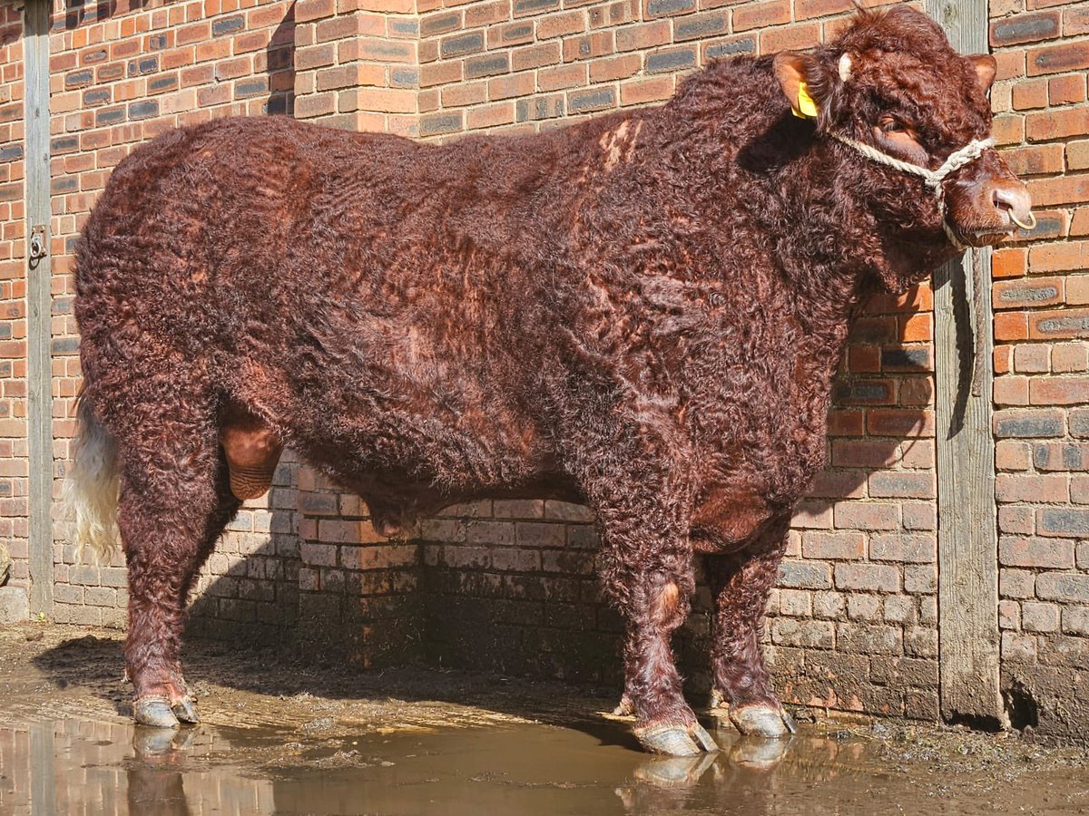 Supanova unfortunately didn’t sell at Melton Mowbray yesterday. He is now available from home. Supanova is a lovely natured correct bull out of Approach Farm Libby, sired by Seawell Lithium. He is the last Lithium son we have for sale and was our show bull in 2023.