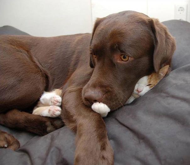 Trinkle96619465's tweet photo. #NotMyPhoto……..Nope, I haven’t seen the cat 😂 https://t.co/W3AtNS8nqV