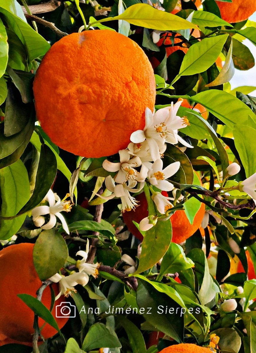 Ana Jiménez Sierpes tweet media