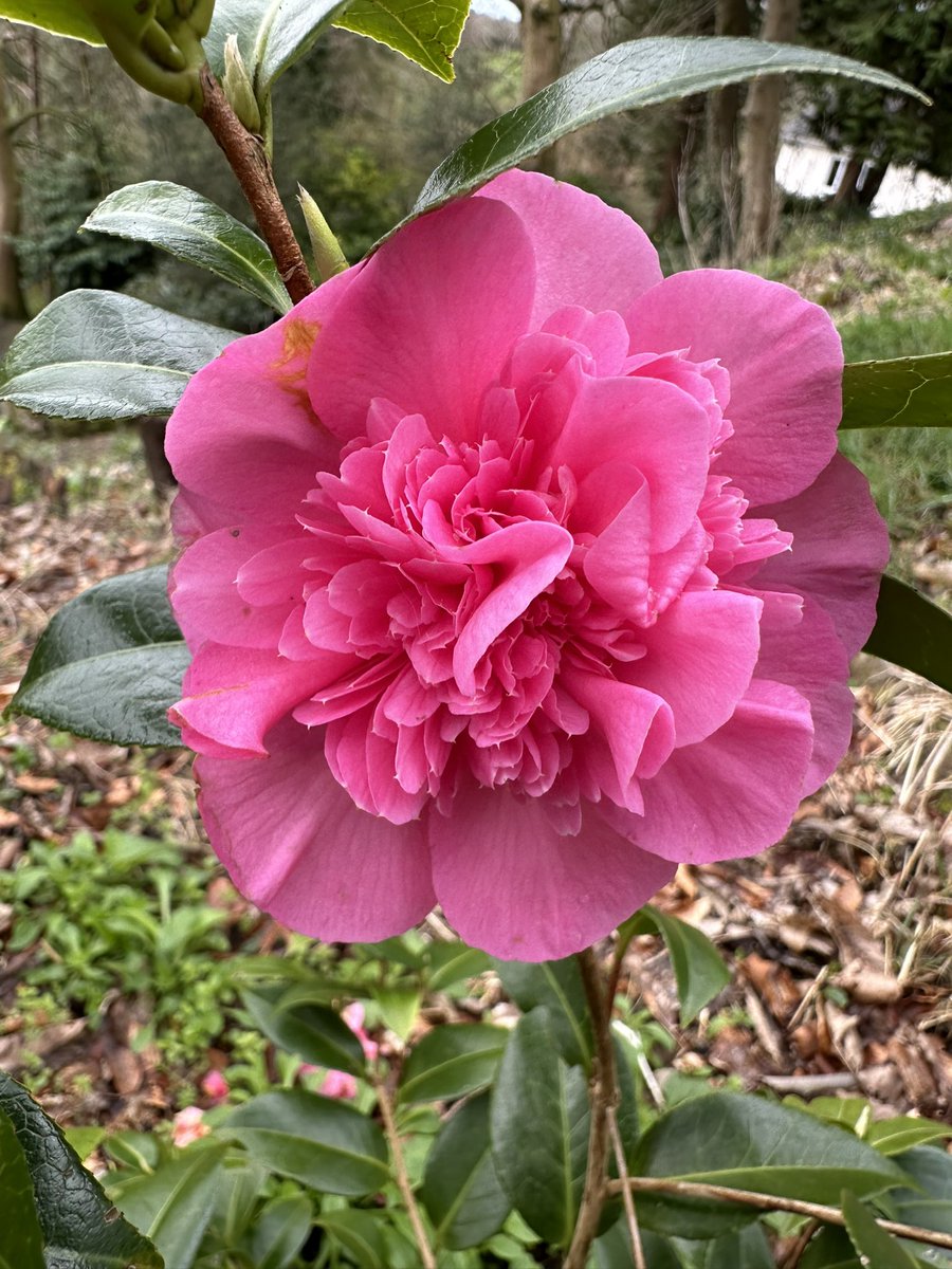 @TobyBuckland @BBCDevon @BBCSounds Camellias in South Brent. Young plants so i have decades of ever expanding exuberance to enjoy! #humblebraggage

Going to @CaerhaysGardens today so i expect to be outdone by their magnolias and camellia’s. We have a lot to thank the Williams family for.