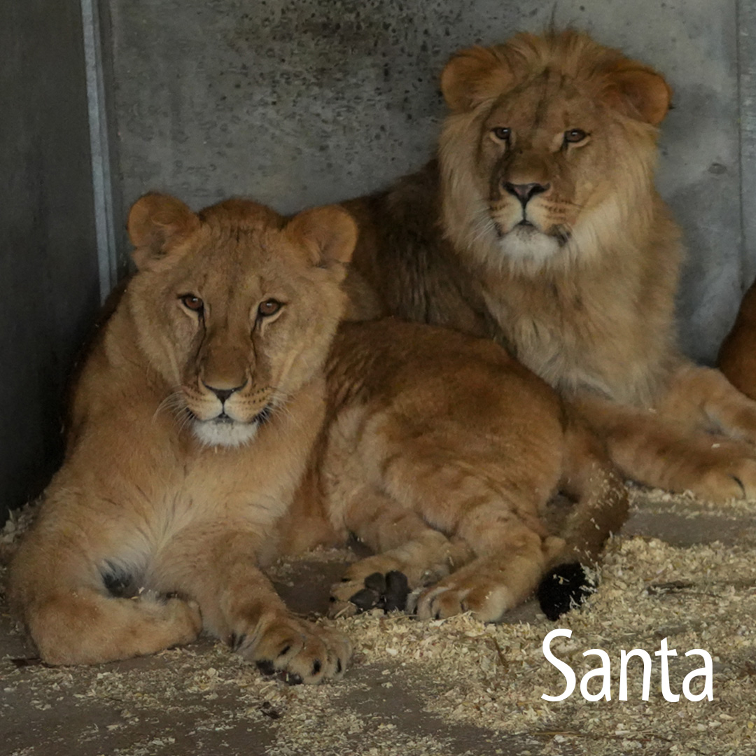 We’d like you all to meet the newest members of the #YorkshireWildlifePark family 💖 African Lioness Aysa and her adorable 15 month old cubs Teddi, Emi & Santa 🦁 They are settling in nicely to their new home and taking in their new surroundings 🫶🏻