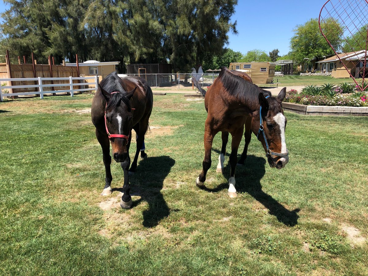 @GloriousAllianc Smoothie was JOYFUL when he found out he was to be adopted by K & Glory!  When his teeth & hooves were fixed he was able to eat an apple & roll!😮 As herd leader & Nileist's mentor he taught his Young'un proper manners while sharing a pasture💕  #SmoothieSunday