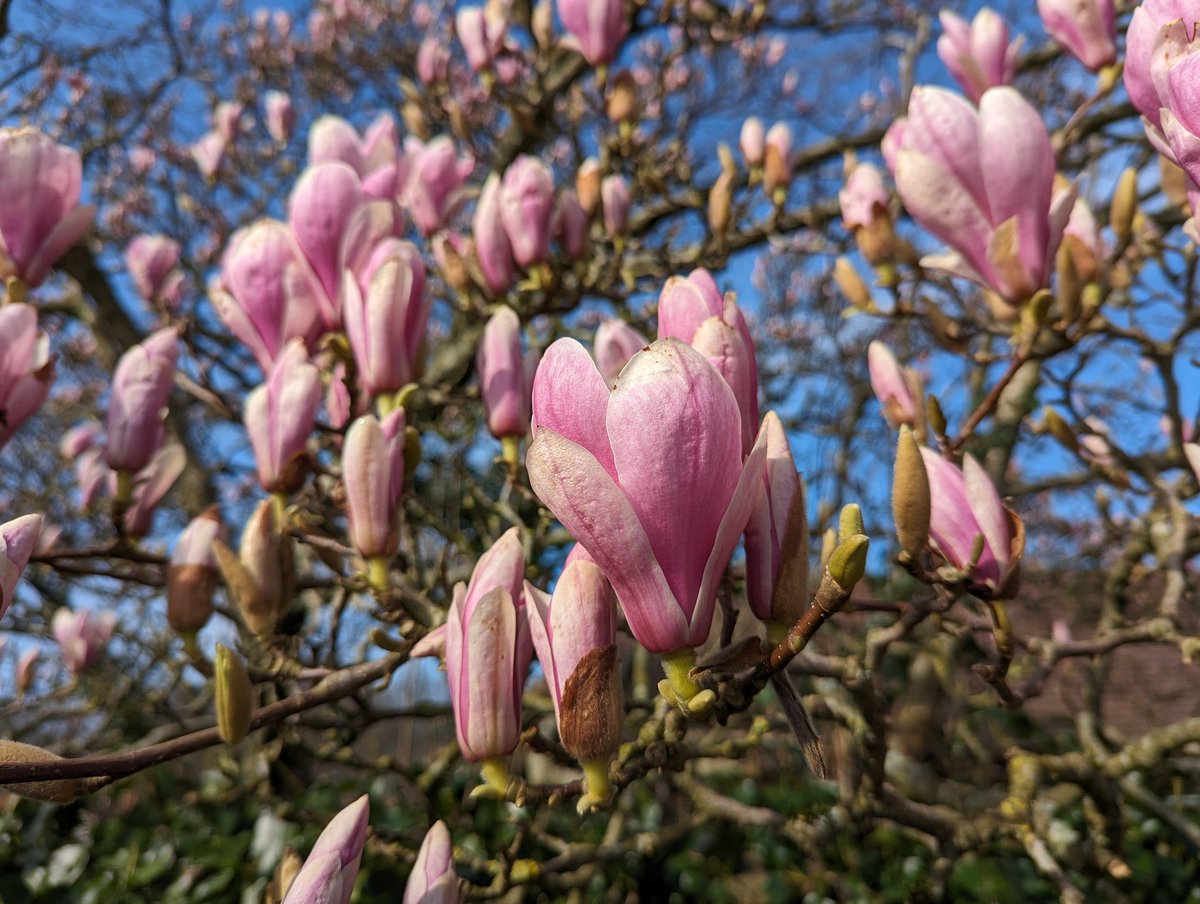 Magnolia is an #ancient species of #flowering #plant, appearing before the #bees, once thought to be pollinated by beetles, dating to 20 million years ago. Symbolises nobility, friendship, dignity, #beauty, perseverance, joy, innocence #FolkloreSunday #spring