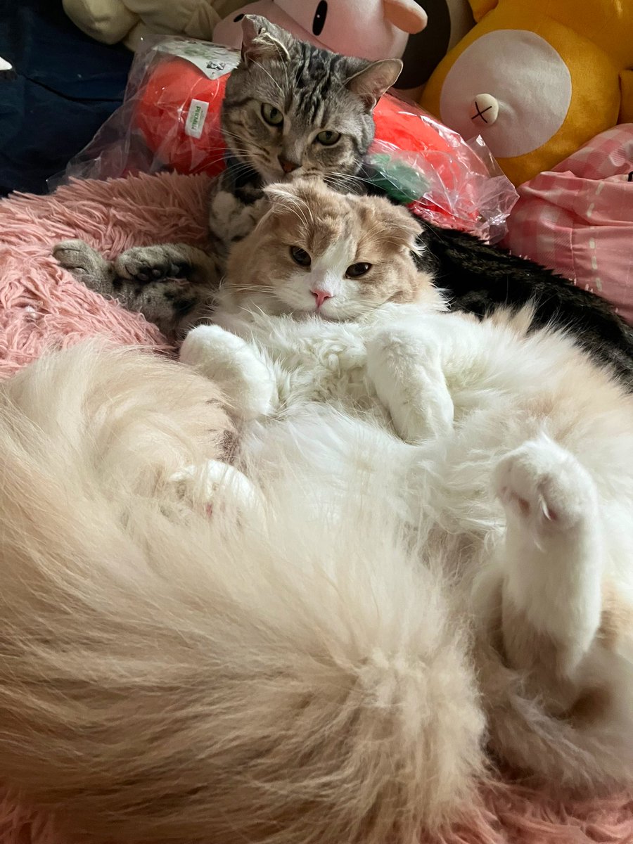 Sakura_Noelle's tweet photo. 毛繕いタイ��🐈‍⬛🐈

 #猫
 #猫のいる暮らし
 #アメショ
 #スコティッシュフォールド https://t.co/S529eGwMzw