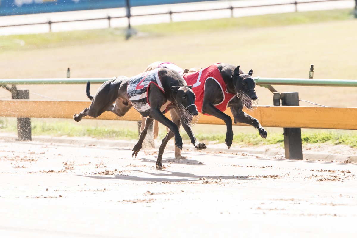 Austscapes's tweet photo. Past the post photos from Sandown 24th March 2024 can be viewed, and purchased, from the following link https://t.co/1Ofoz03uou
@GRV_News @sandowndogs @DimityMaher @GreyRecorder @CanonAustralia @peitae https://t.co/gzJJXUA3qg