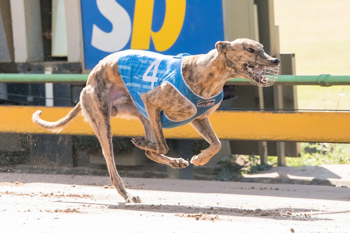 Austscapes's tweet photo. Past the post photos from Sandown 24th March 2024 can be viewed, and purchased, from the following link https://t.co/1Ofoz03uou
@GRV_News @sandowndogs @DimityMaher @GreyRecorder @CanonAustralia @peitae https://t.co/gzJJXUA3qg