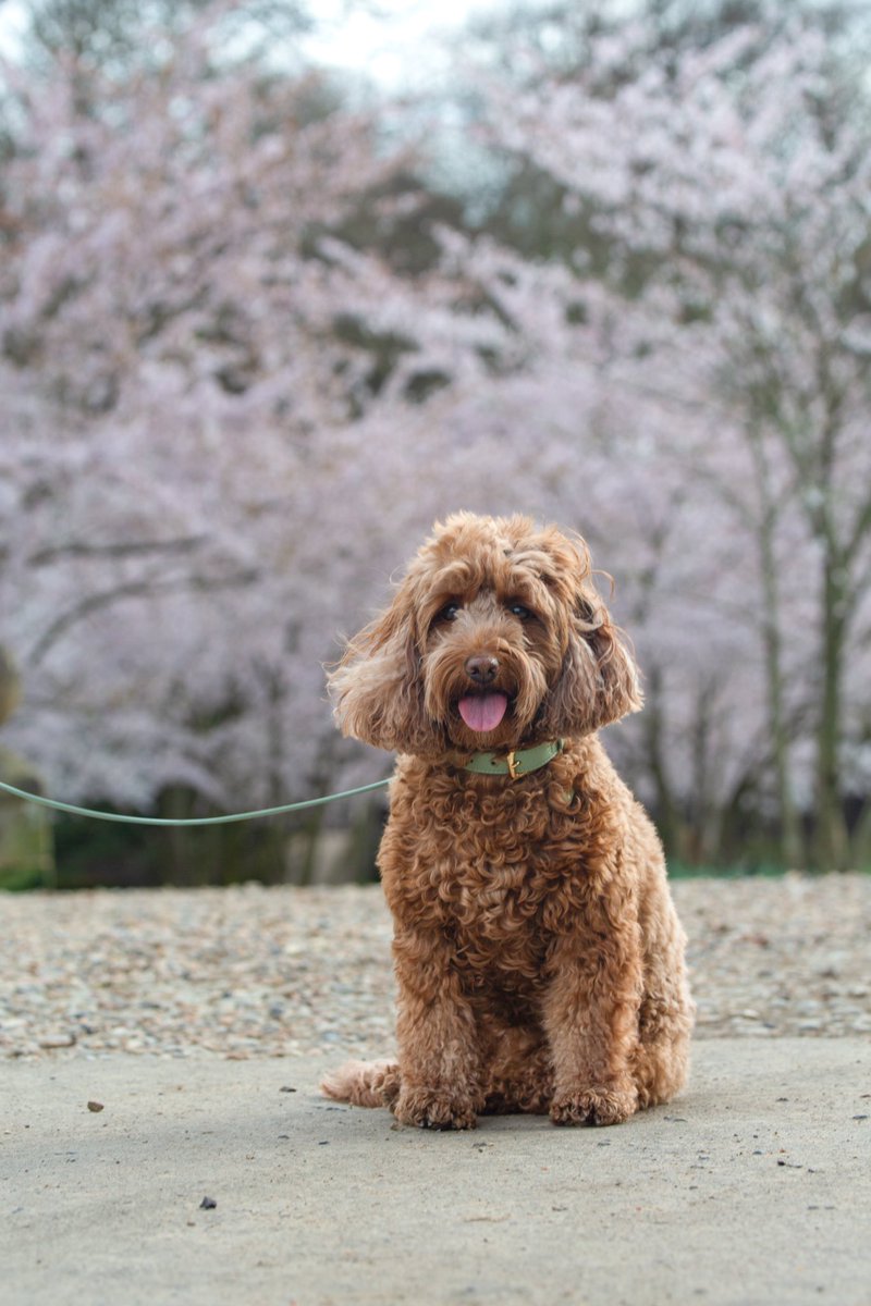tailsandbloom's tweet photo. Sunday walks πΆπΎπ©·
#dogsoftwitter #dogs
#dogcollars #dogleads by @tailsandbloom https://t.co/4TFChpshVy
