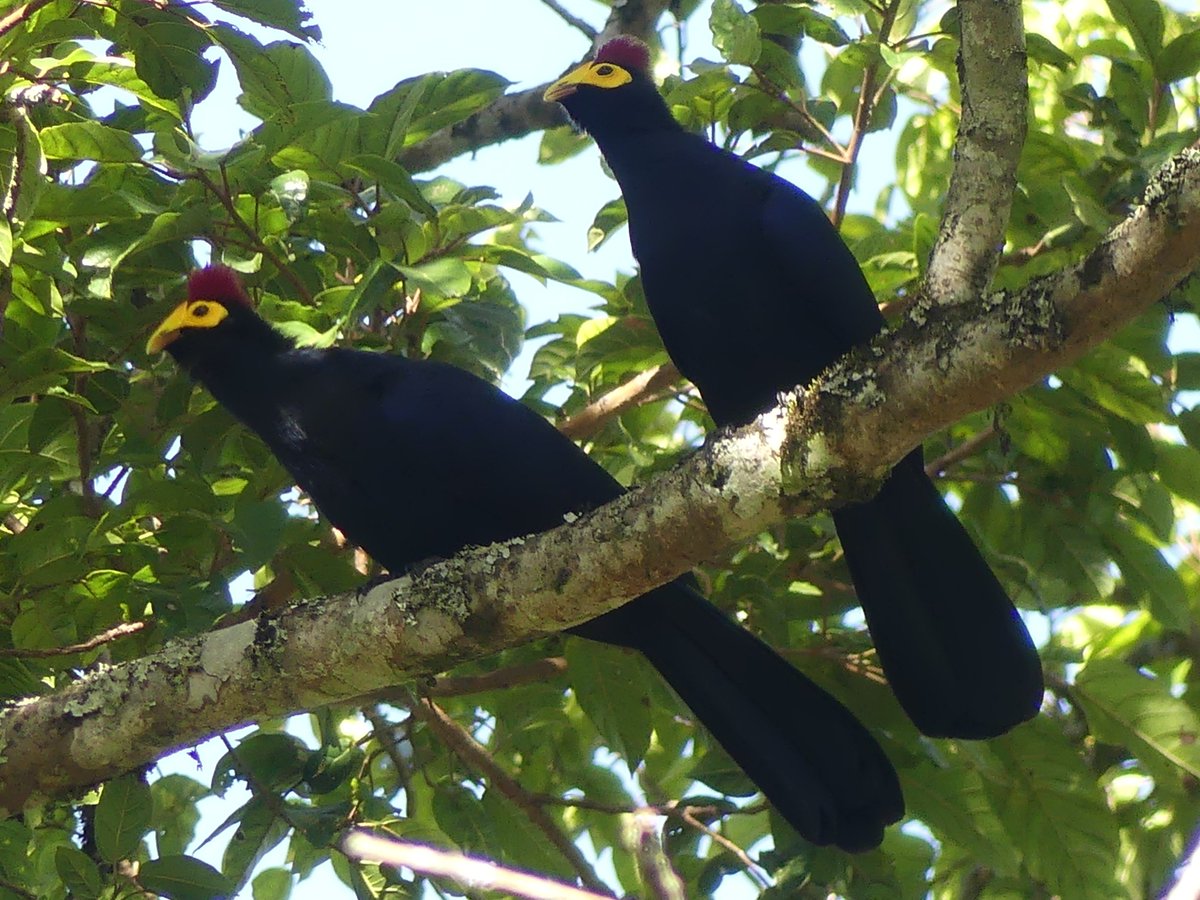PhotosForTrees's tweet image. Very lucky with the #Turaco sightings at #KakamegaForest 

 #BirdsSeenIn2024 #birdwatchingkenya