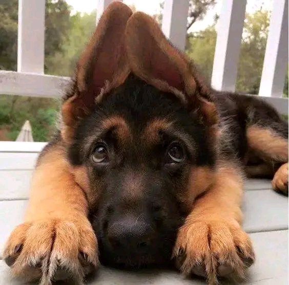 Germanheaven99's tweet photo. German Shepherd on a hunting mood
#GermanShepherd #GSDE https://t.co/Rlug6zlFxG